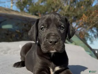 Great Dane dogs Vixen - Ad 17