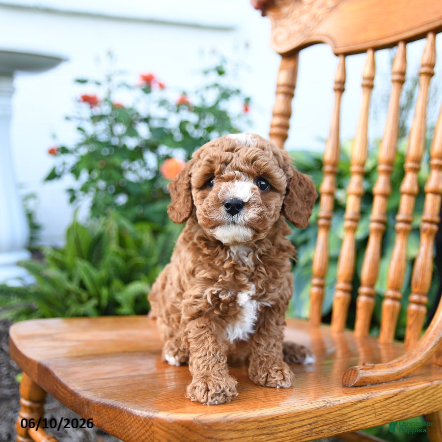Mini Goldendoodle dogs Elmo - Ad 1