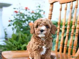 Mini Goldendoodle dogs for sale: Elmo - Ad 4