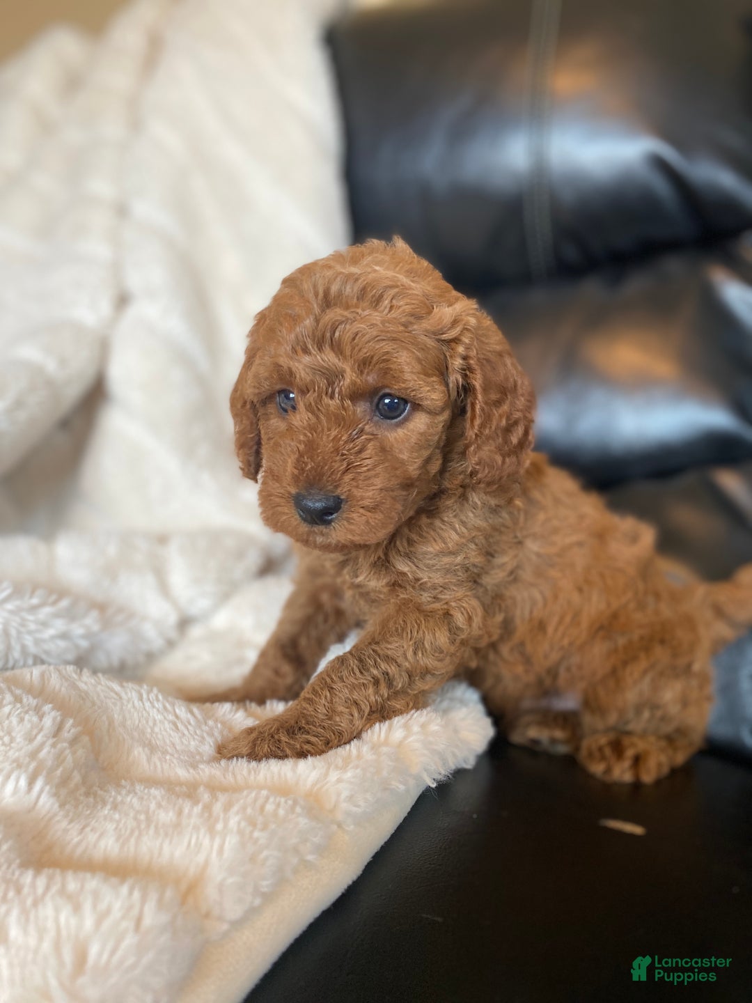 Mixed Breed dogs for sale: Bear - Ad 5