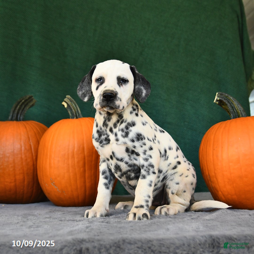 Dalmatian dogs for sale: Bonnie - Ad 1