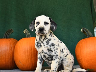 Dalmatian dogs Bonnie - Ad 12