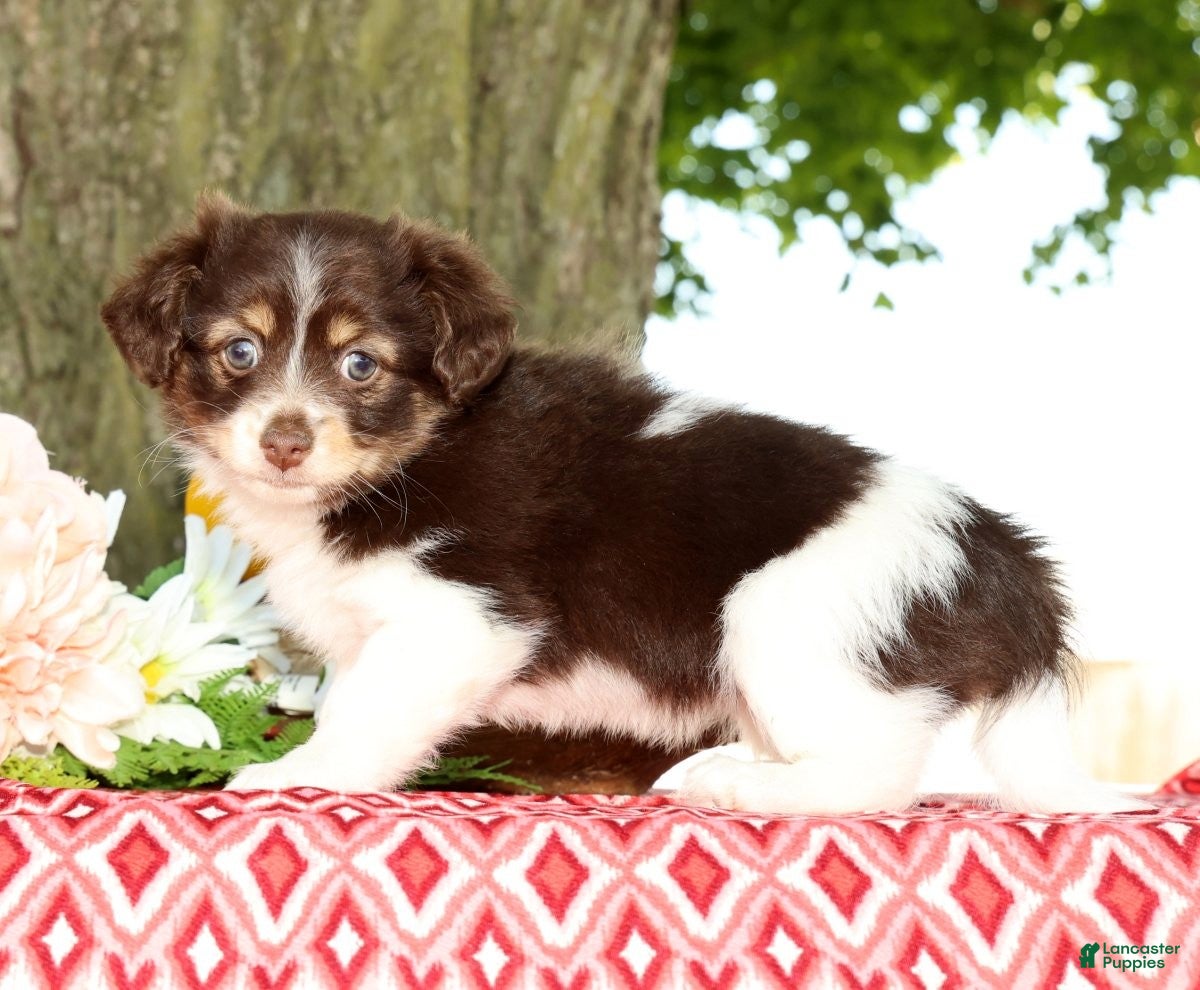 Havanese dogs for sale: Margie - Ad 2