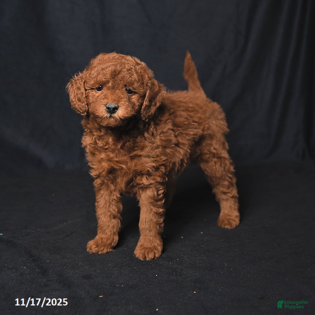 Cockapoo dogs for sale: Zoey - Ad 2