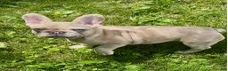 French Bulldog dogs for sale: French Bulldog 3 - Ad 13