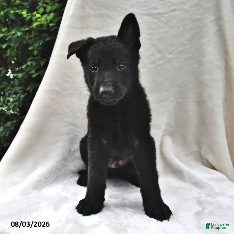 German Shepherd dogs Bandit - Ad 1