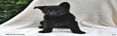 Bandit