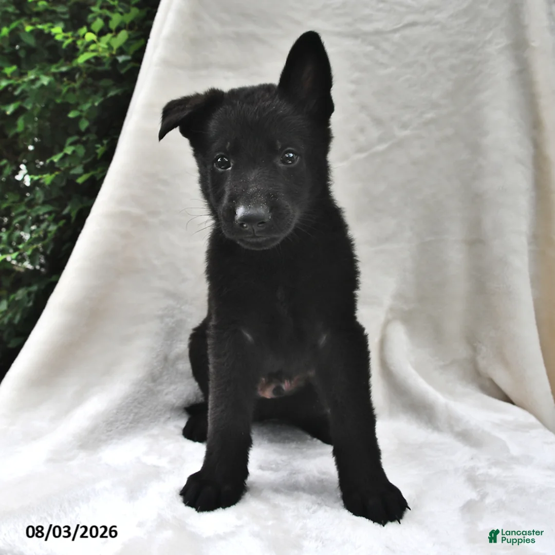 German Shepherd dogs for sale: Bandit - Ad 1