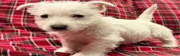 West Highland Terrier dogs for sale: Marcie - Ad 3