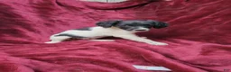 Brittany Spaniel dogs for sale: AKC/UKC French Brittany Annie's Girl 4 - Ad 7