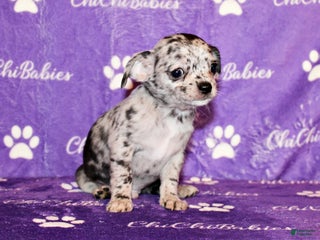 Chihuahua dogs Dawson - Ad 28