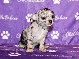 Chihuahua dogs Dawson - Ad 27