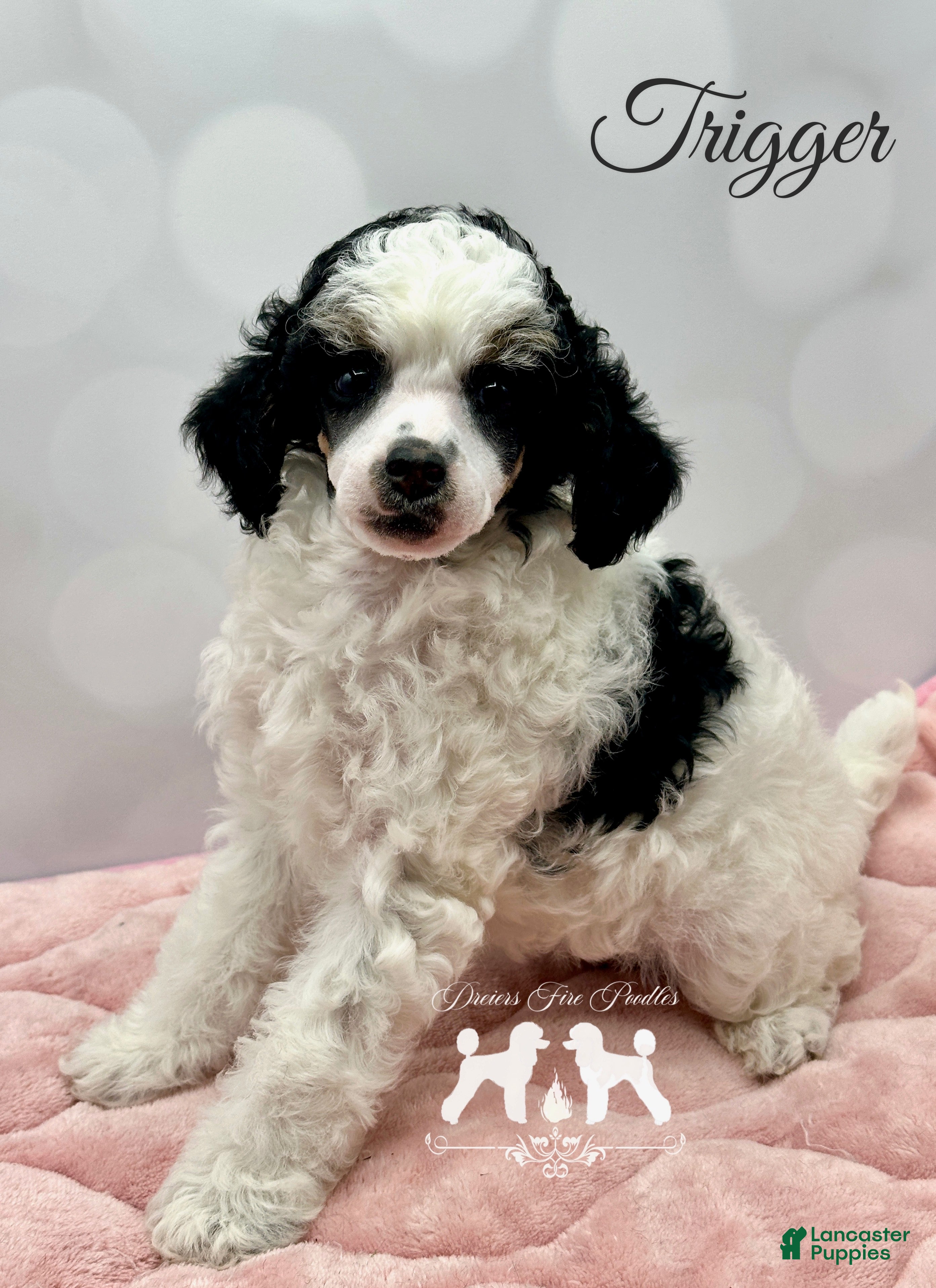Miniature Poodle dogs Miniature Poodle Puppy 2 - Ad 1