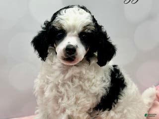 Miniature Poodle dogs Miniature Poodle Puppy 2 - Ad 1