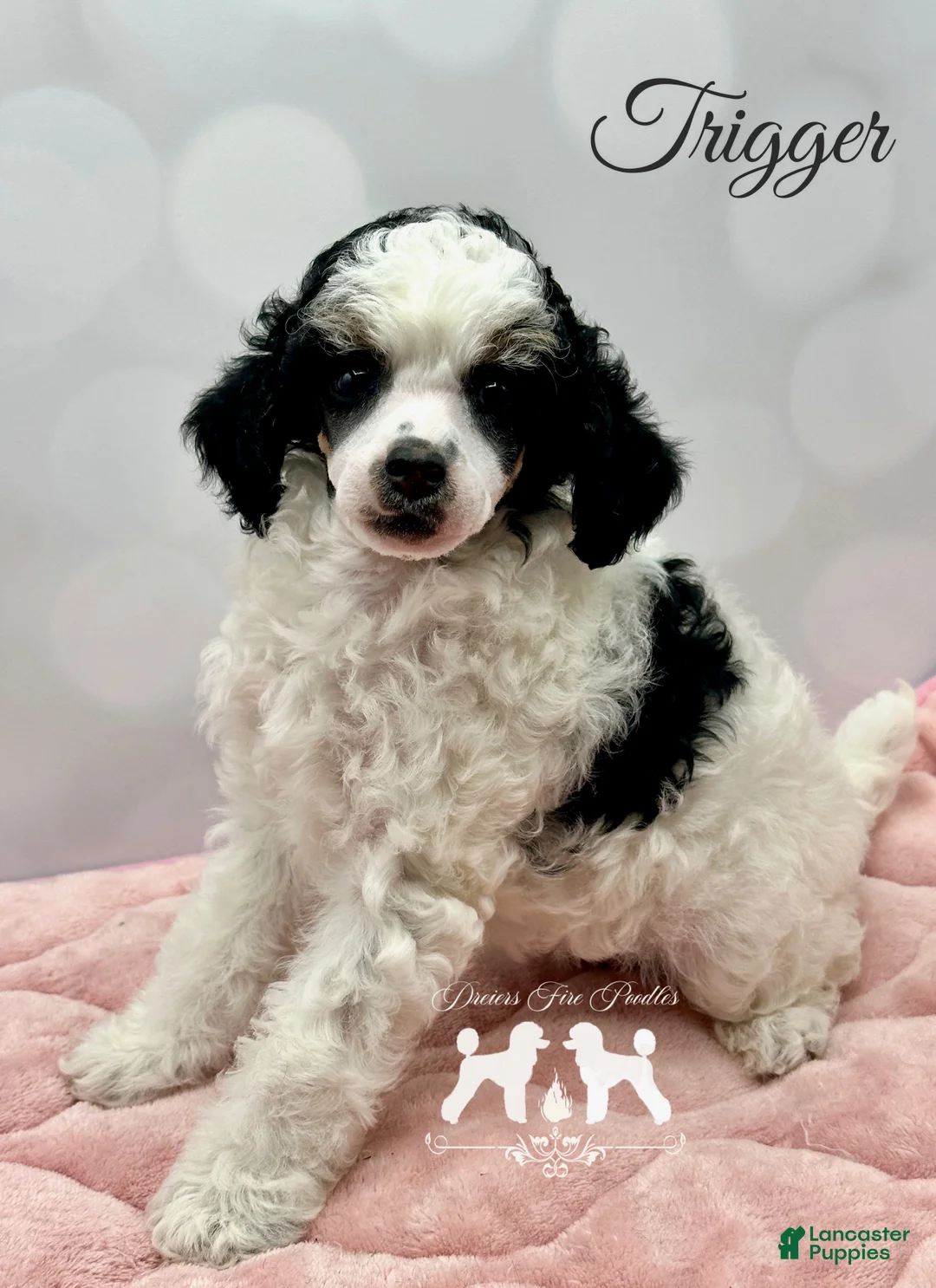 Miniature Poodle dogs for sale: Miniature Poodle Puppy 2 - Ad 1