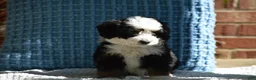 Mini Bernedoodle dogs for sale: Rizzy - Ad 3