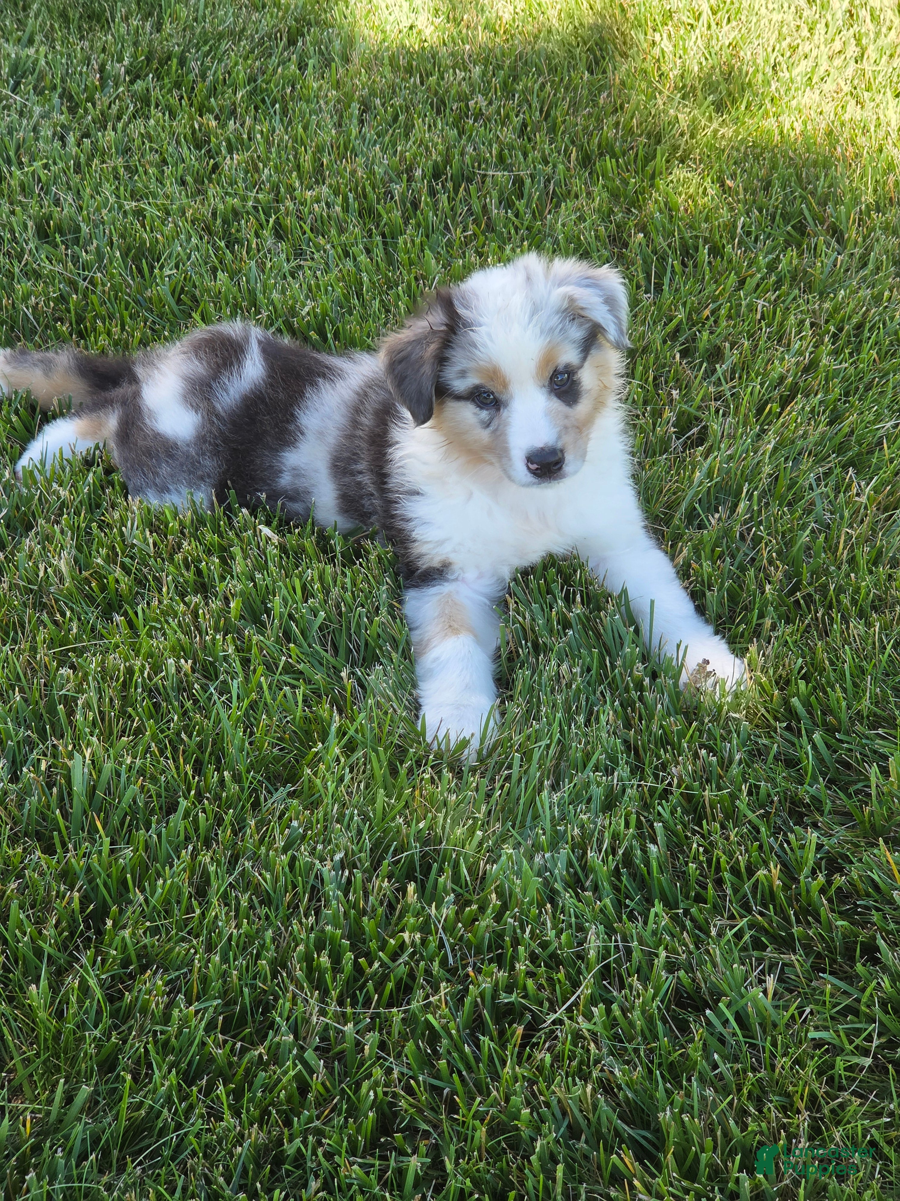 Australian Shepherd dogs Storm Ledger - Ad 2