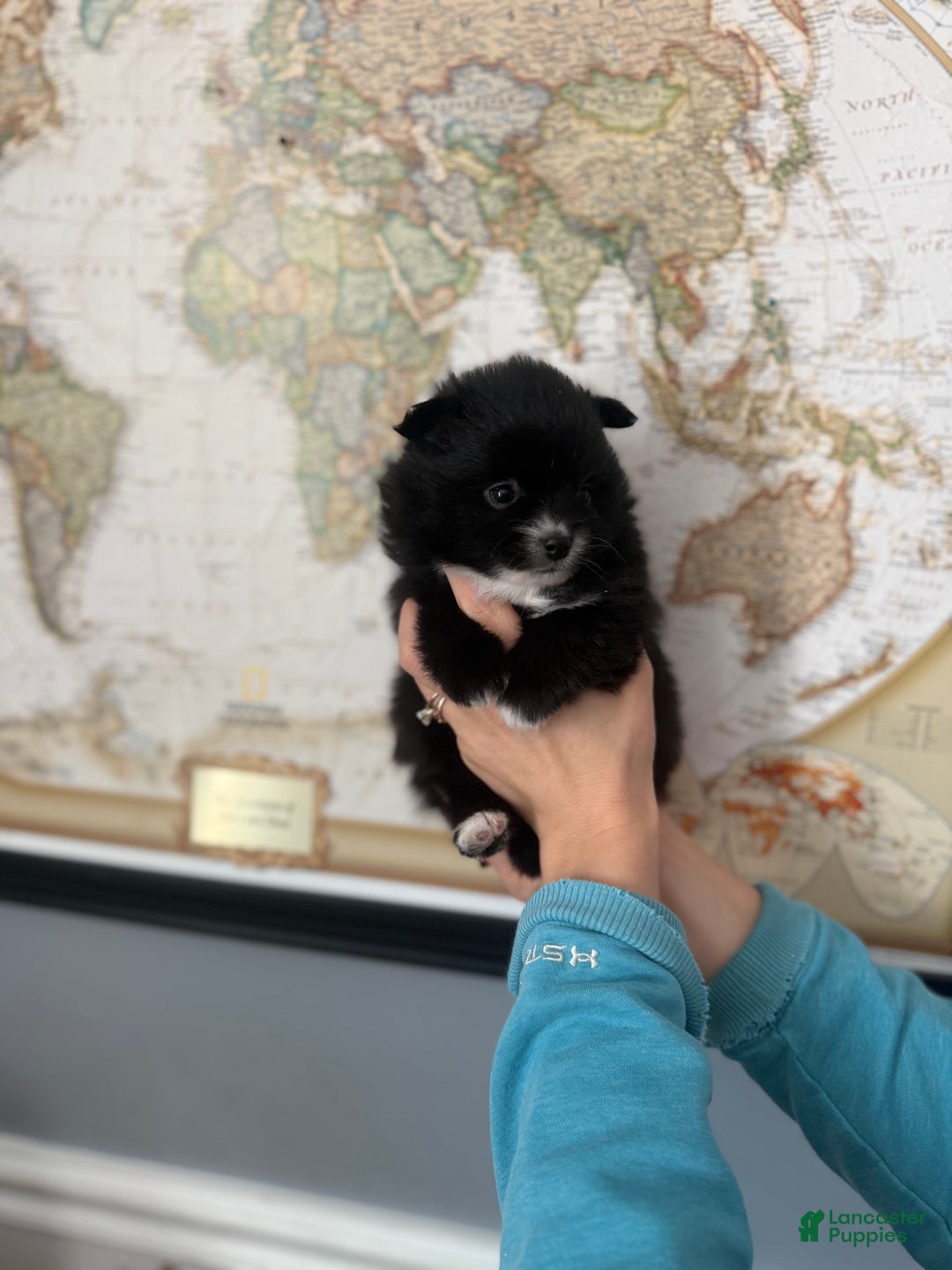 Pomeranian dogs for sale: Pomeranian Puppy 4 - Ad 2