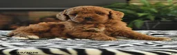 Mini Goldendoodle dogs for sale: Lori - Ad 4