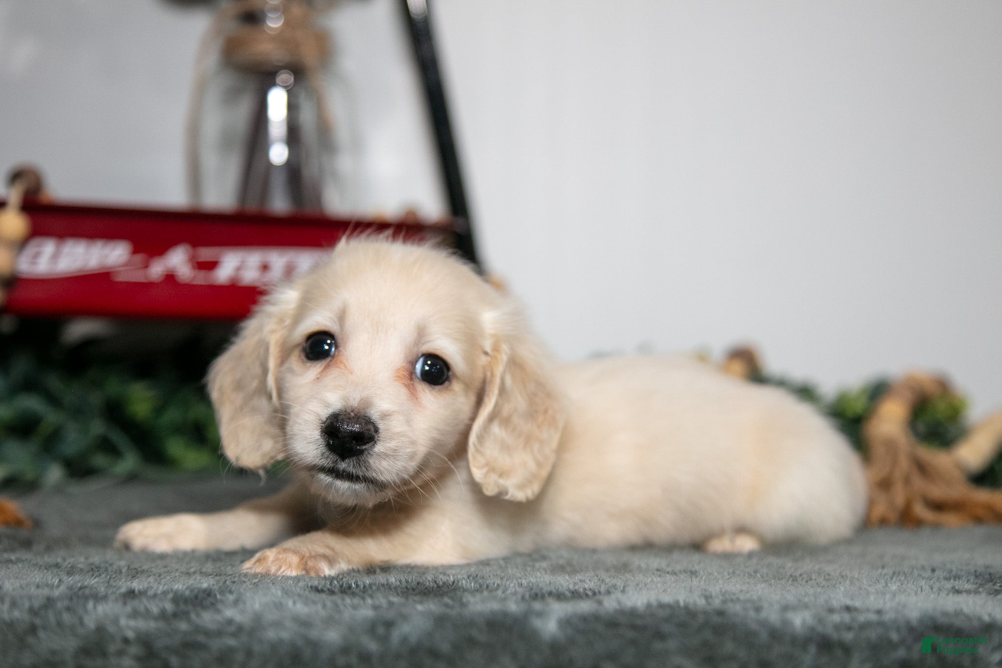 Miniature Dachshund dogs for sale: Porter - Ad 2