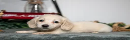 Miniature Dachshund dogs for sale: Porter - Ad 1