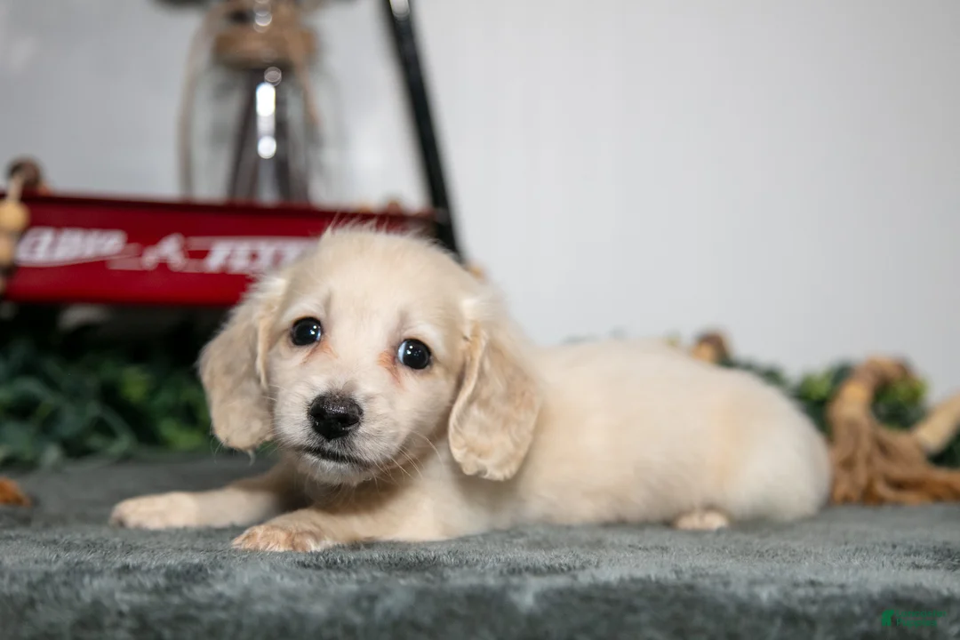 Miniature Dachshund dogs for sale: Porter - Ad 1
