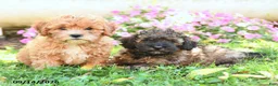 Mixed Breed dogs for sale: Mimi - Ad 3
