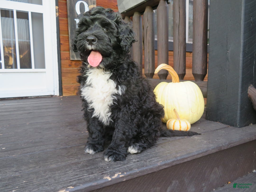 Portuguese Water Dog dogs for sale: Cody - Ad 20