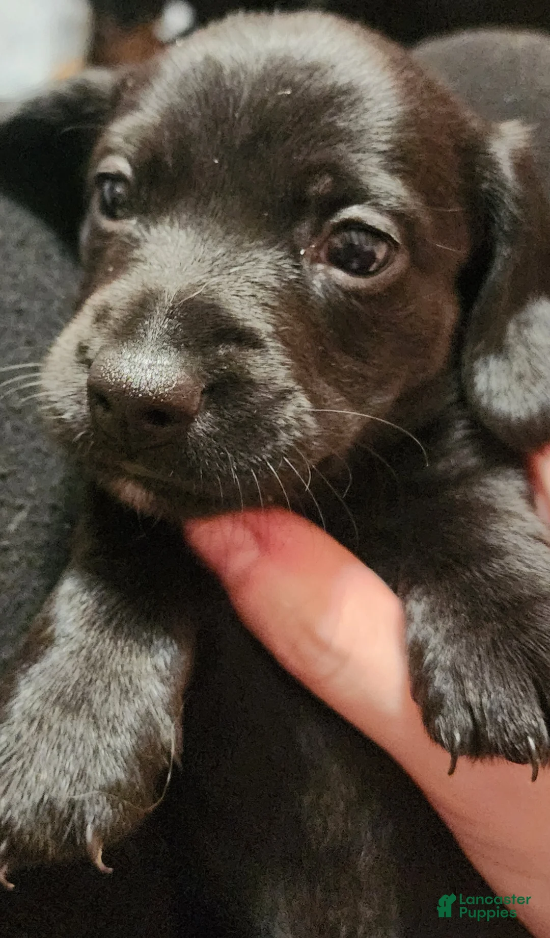 Dachshund dogs for sale: Sydney - Ad 5