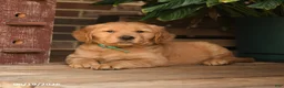 Golden Retriever dogs for sale: Creed - Ad 3