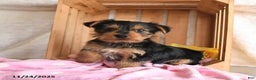 Yorkshire Terrier dogs for sale: Hope - Ad 1