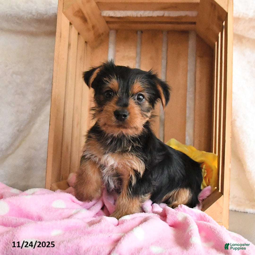 Yorkshire Terrier dogs for sale: Hope - Ad 1