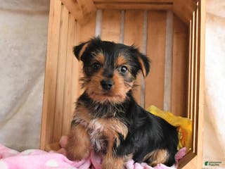 Yorkshire Terrier dogs Hope - Ad 34