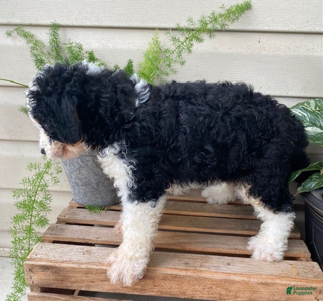 Mini Bernedoodle dogs Buddy- mini/medium - Ad 2
