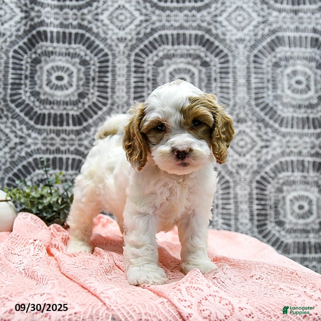 Shihpoo dogs for sale: Hunter - Ad 7
