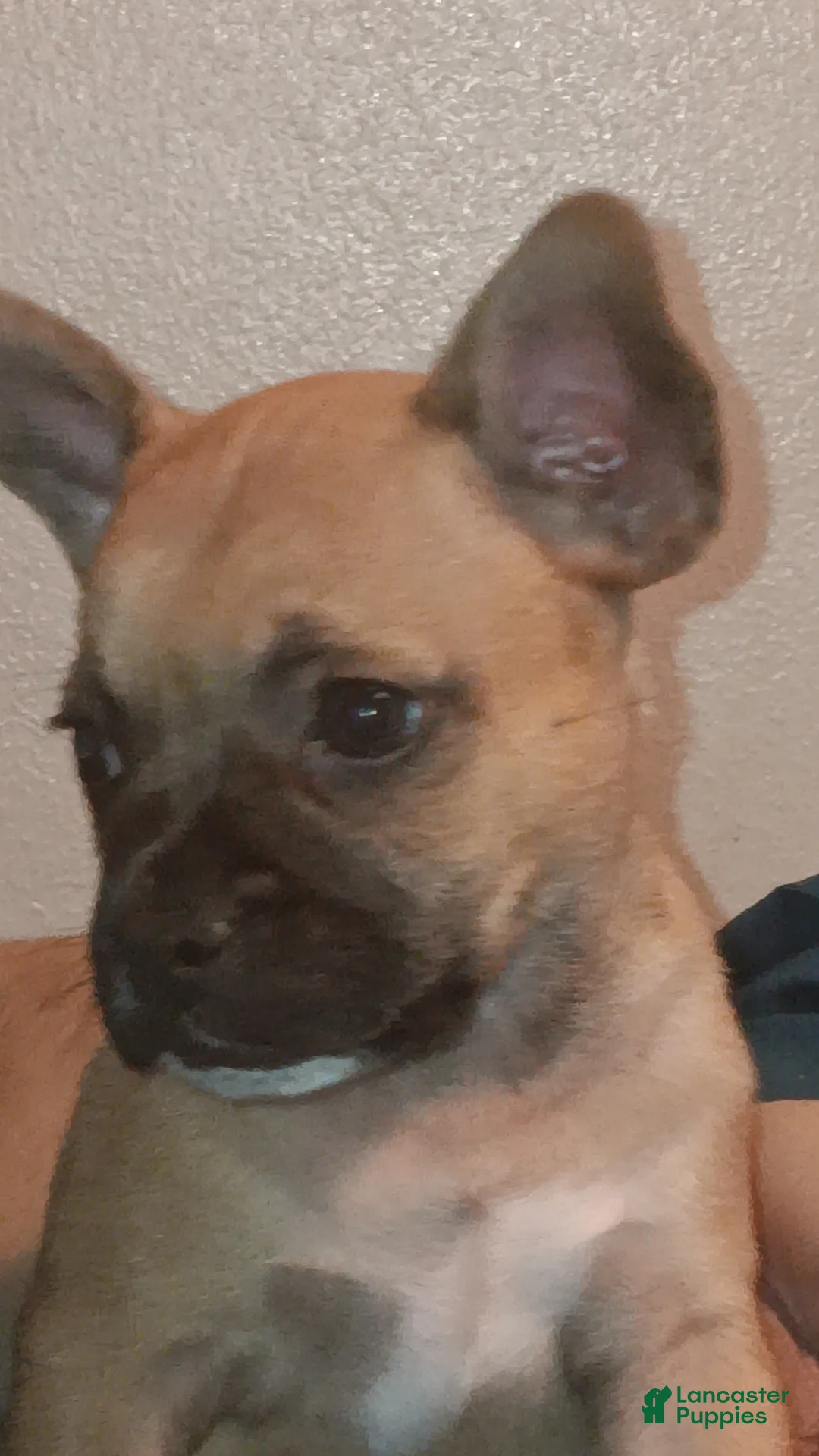 Mixed Breed dogs for sale: Royal - Ad 1