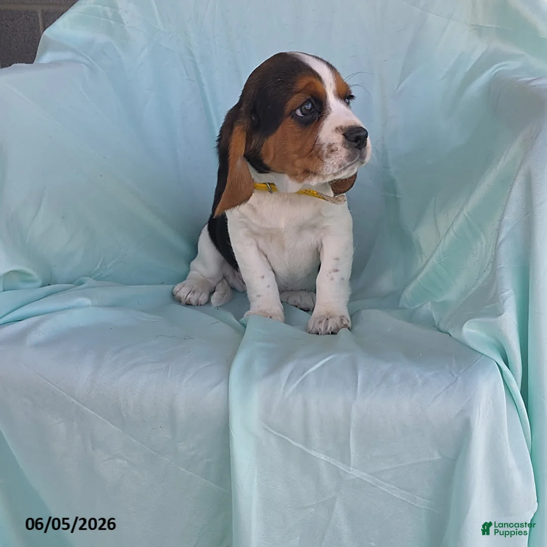 Beaglier dogs for sale: Riley - Ad 1