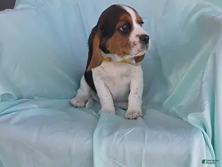Beaglier dogs for sale: Riley - Ad 2