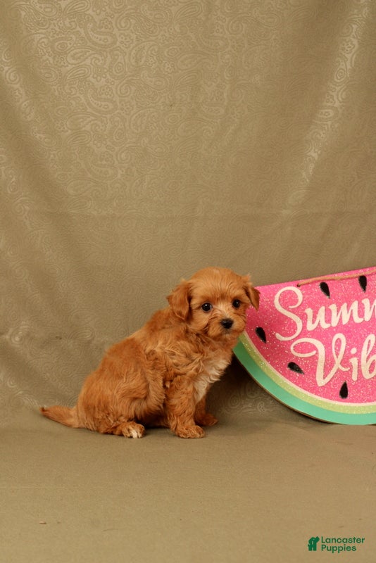 Maltipoo dogs Clark - Ad 1