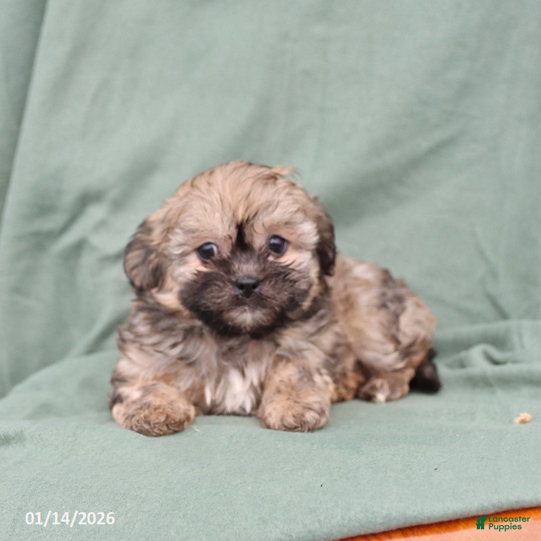 Shihpoo dogs for sale: Lola  - Ad 3