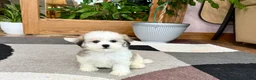 Mixed Breed dogs for sale: Lhasa/Maltese female 2 - Ad 10