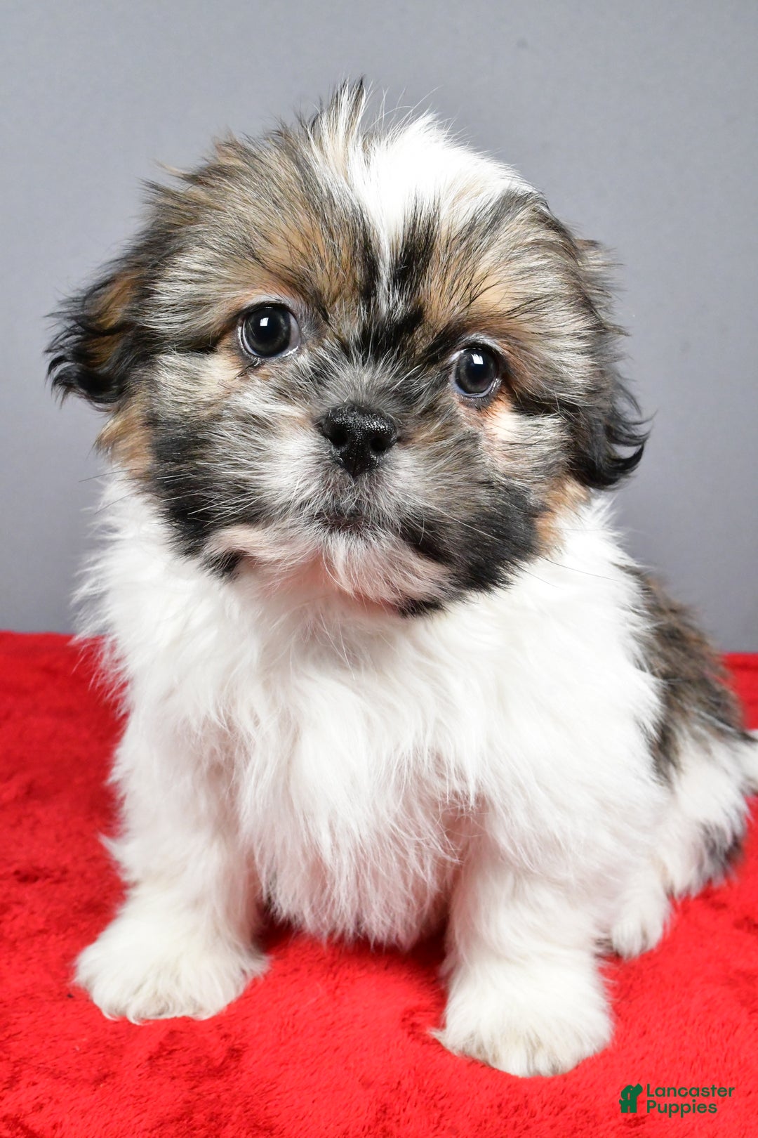 Shih Tzu dogs for sale: Markie - Ad 7