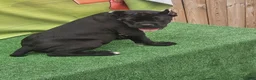 Cane Corso dogs for sale: MELLO - Ad 26