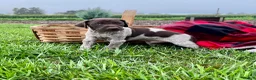German Shorthaired Pointer dogs for sale: Remington❤️AKC registered🐾 text or call today - Ad 1