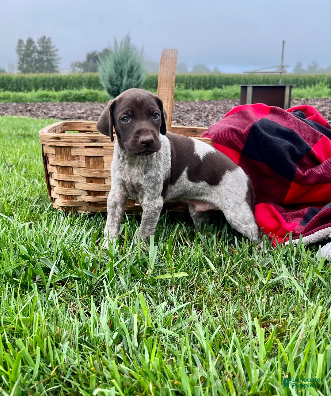 German Shorthaired Pointer dogs for sale: Remington❤️AKC registered🐾 text or call today - Ad 1