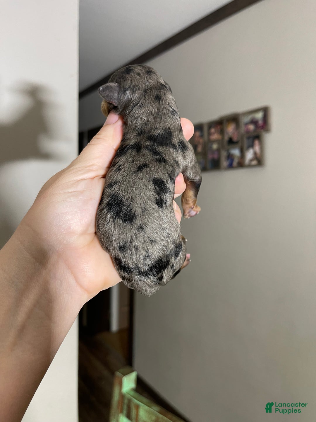 Miniature Poodle dogs for sale: Akc Blue Merle Phantom  - Ad 8