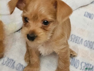 Chorkie dogs Bell - Ad 1