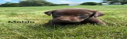 Labrador Retriever dogs for sale: Mable - Ad 7