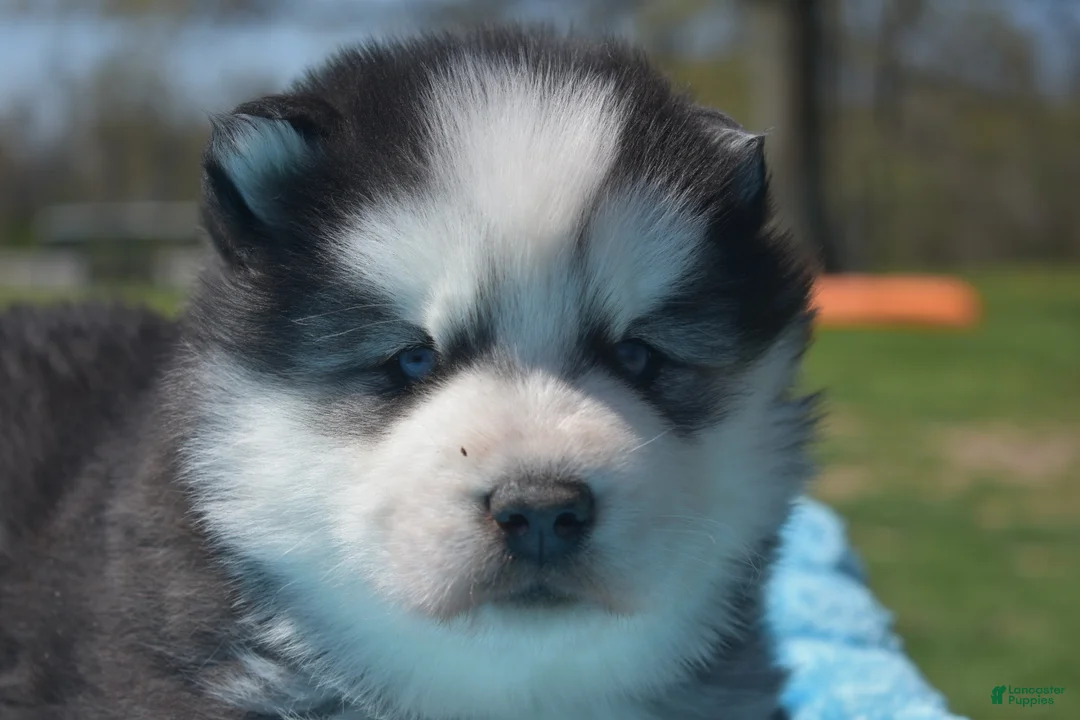 Siberian Husky dogs for sale: Dale - Ad 2