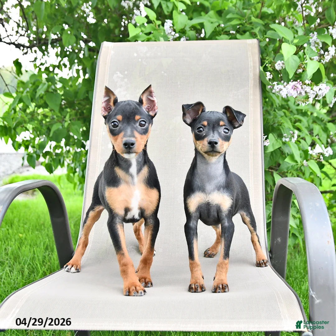 Miniature Pinscher dogs for sale: Tilly - Ad 5